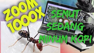 ZOOM SEMUT sedang menikmati Kopi, Semut makan, semut makan dan minum di zoom 1000x