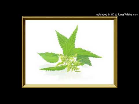 Месть Крапивы