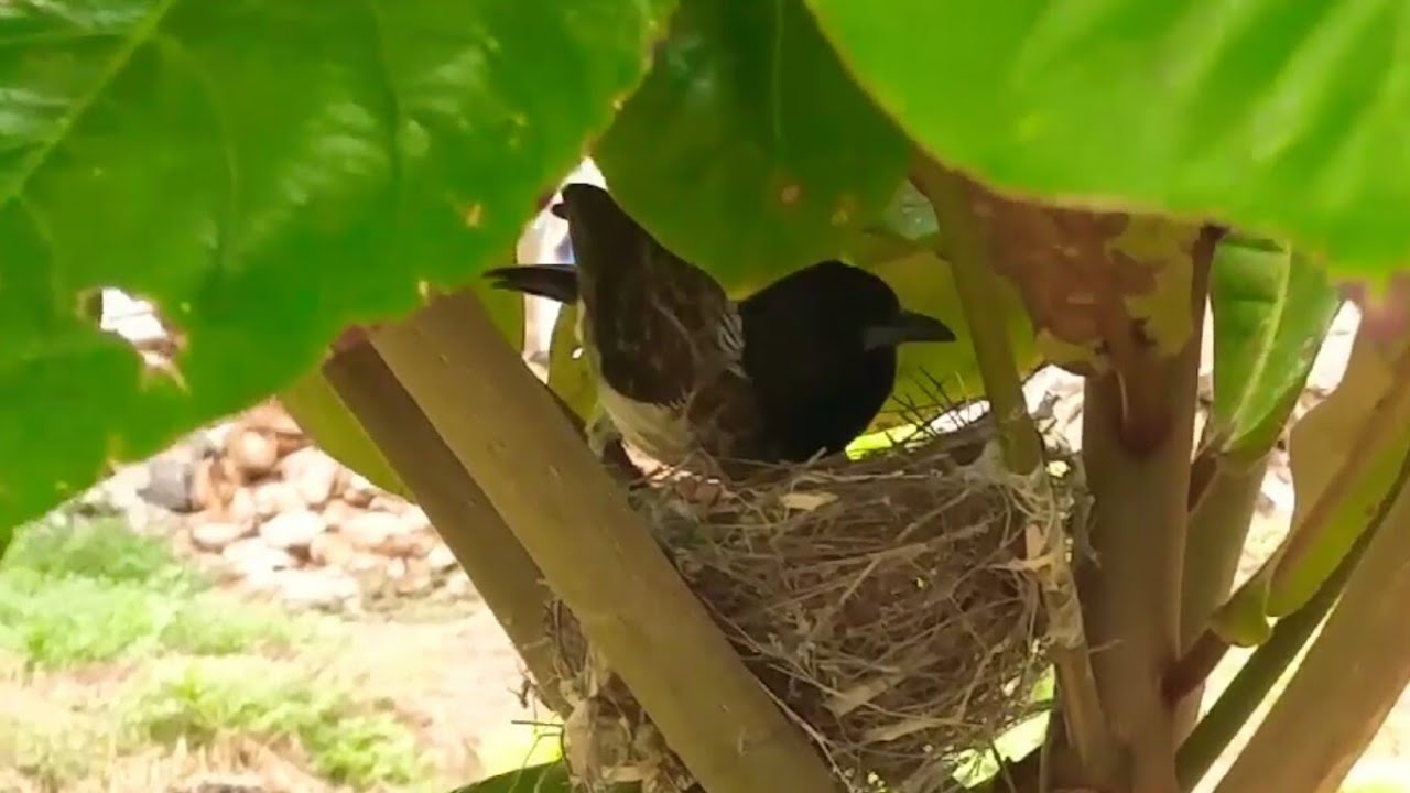 pets at home Bird in Nest and Relaxing Bird Sound - Pet's Discovery TV