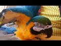 Говорящий попугай ара  talking parrot Ara Попугай Ара дает лапу, показывает крылья и лащится.