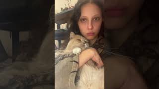 Наш кот Лайт #коты #британец #cats