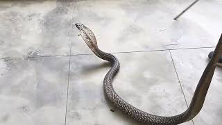 Cobera Snake Rescue Snake Brake Stomp -T Snake Game