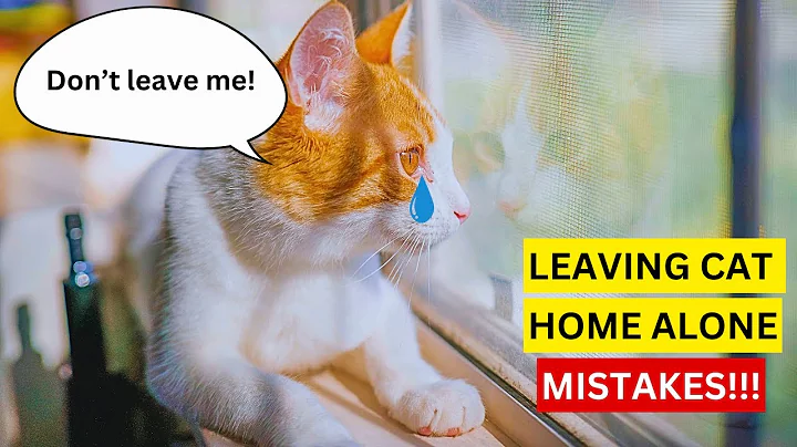 Leaving Your CAT Home Alone? AVOID These 10 Mistakes!
