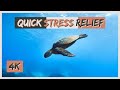 Inside The Florida Aquarium | 2 Minute Underwater Dream, Calming Meditation For Quick Stress Relief