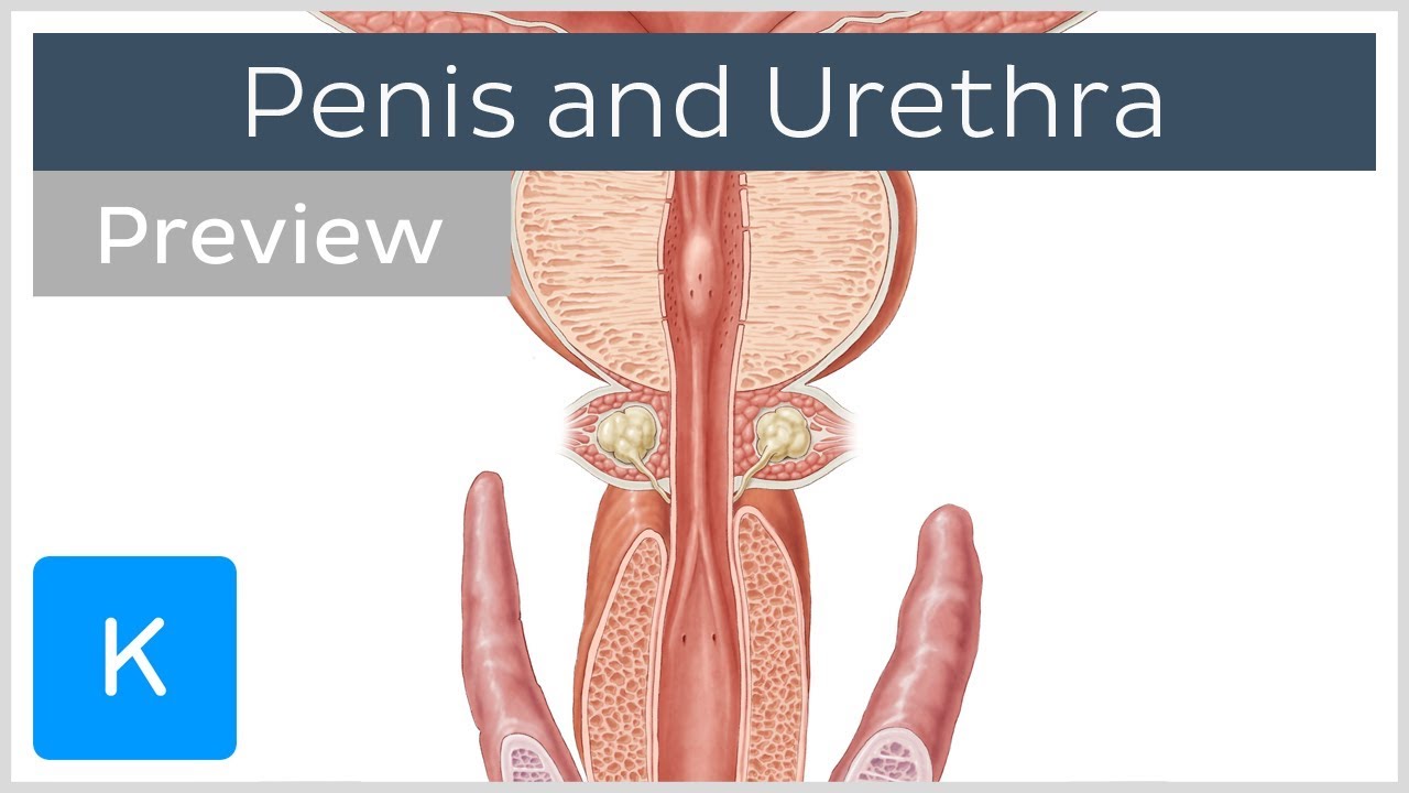 Urethra urethra