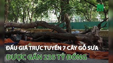 Hà Nội: Đấu giá trực tuyến 7 cây gỗ sưa được gần 235 tỷ đồng | VTC14