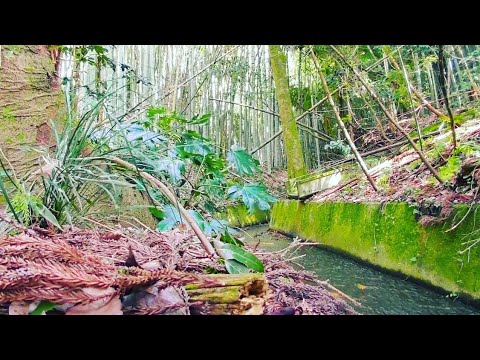 【自然音・ASMR】竹林と人工と川の流れ [Amazing nature scenery.]