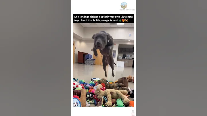 Shelter dogs picking out their very own Christmas toys #shelterdog #dogs #christmas