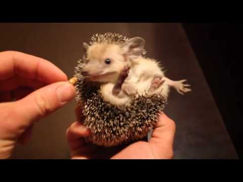 Sevimli Kirpi- hedgehog