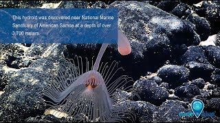 Hydroids