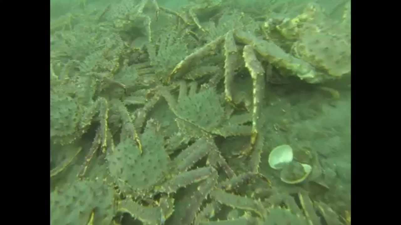 20150307 Diving Tee Harbor Alaska King Crab BioMass YouTube