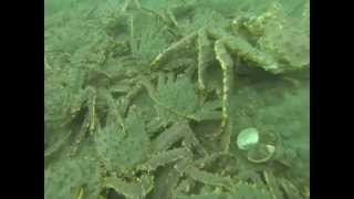 2015-03-07 Diving Tee Harbor - Alaska King Crab BioMass