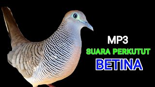 Suara Burung Perkutut Betina Memanggil Jantan