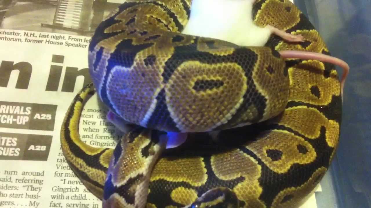 geckos food Female fire kills 2 mice at 1 shot