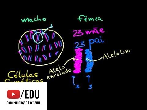 Vídeo: Variabilidade No Assentamento De Espécies Não Indígenas Em Comunidades Bentônicas De Uma Ilha Oceânica