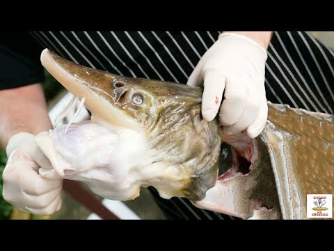 Video: Fırında Nərə Balığı Necə Bişirilir