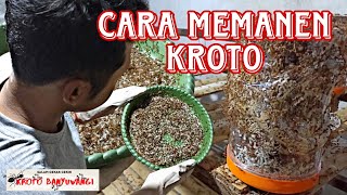 Cara Panen Kroto yang Benar | Harvest Weaver Ant Eggs