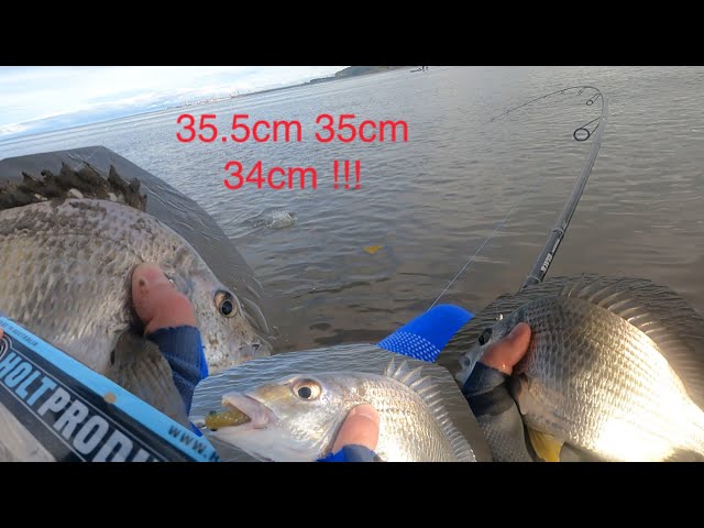 Fishing for BIG bream at Nudgee Beach Brisbane with the Holt Productions  Swim Prawn - Best Session! 