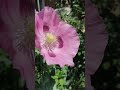 Sehr Schön Blumen aus dem Garten #blumen