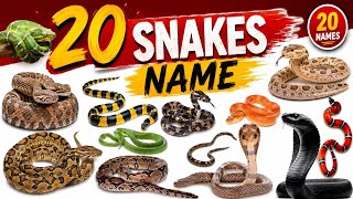 20 Snake Names for Kids | Learn Snake Species in English with Pictures, Facts & Fun Sounds