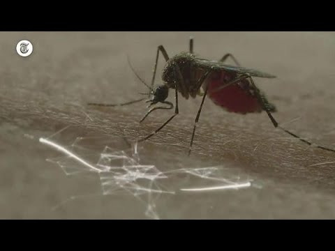 Video: Habitatproductiviteit En Pyrethroïde Gevoeligheidsstatus Van Aedes Aegypti-muggen In Dar Es Salaam, Tanzania