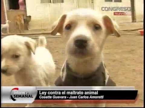 Video: Los Legisladores Proponen Un Proyecto De Ley Que Convierte La Crueldad Animal En Un Delito Federal