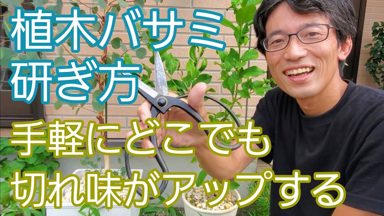 ヤマブキ 山吹 の剪定 夏以降でも小さくできて 花も咲かせられるお手入れ方法 Youtube