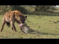 Hyena Attack And Eating A Warthog