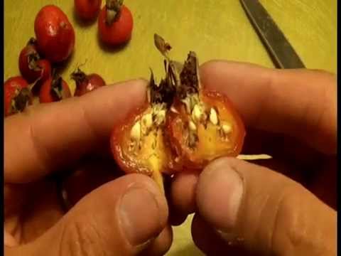 preparedness list for hurricane Saving Rose Hips for Winter Use With a Food Dehydrator