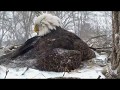 DECORAH EAGLES 🐣🐣🐣 WILD WEATHER! •❥ THIS IS レ O √ 乇 ♥ BEAUTIFUL MOMENT  💕 &#39;EAGLE EMBRACE&#39;