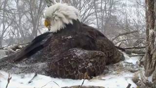 DECORAH EAGLES 🐣🐣🐣 WILD WEATHER! •❥ THIS IS レ O √ 乇 ♥ BEAUTIFUL MOMENT  💕 'EAGLE EMBRACE'