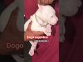 Ultimate Quality Dogo Argentino Pup For Sale 7248510803 All India Delivery Dogoargentino Puppy Ultimate Quality Dogo Argentino Pup For Sale 7248510803 All India Delivery Dogoargentino Puppy