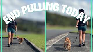 How to Stop Your Dog Pulling on the Leash with this SUPER EASY drill
