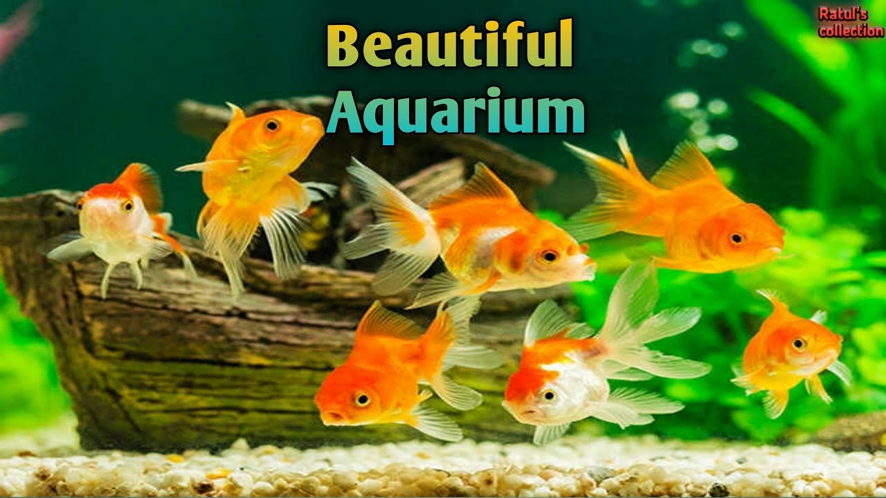  Aquarium  Gold fish Aquarium  All Fish Ratul s 