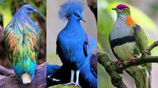 10 Palomas Más Hermosas del Mundo que Querrás como Mascota