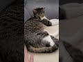 😻 Gatinhos Adoráveis | Relaxing Music #catlife #cat #gatos #viralshort #viralvideo #viralshorts #fyp