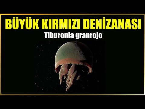 Rekabetin Efendisi: Büyük