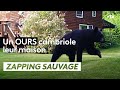 Un ours cambriole leur maison  - ZAPPING SAUVAGE