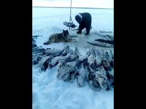 Рыбалка в якутии зимой 2020. Рыбалка в Якутии зимой. Зимняя рыбалка в Якутии 2021. Зимняя рыбалка в Якутии на налима. Клевая рыбалка в Якутии зимой.