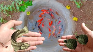 find ornamental fish, catfish, betta fish, turtles, goldfish, koi fish,