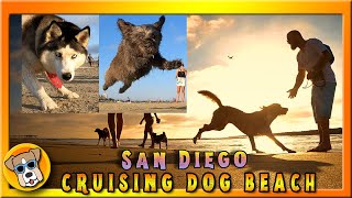 🌴Cruising DOG BEACH! 🐕 Dogs Playing on a beautiful sunny day at Ocean Beach in San Diego 4K