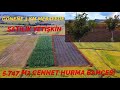 ASFALT YOL KENARINDA SUYU OLAN 5.747 M2 YETİŞMİŞ 400 AĞAÇLI SATILIK CENNET HURMA BAHÇESİ