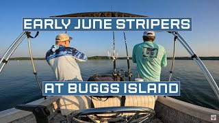 Early June Trolling for stripers @ Kerr Lake(Buggs Island)  #skunkoftackle #striperfishing