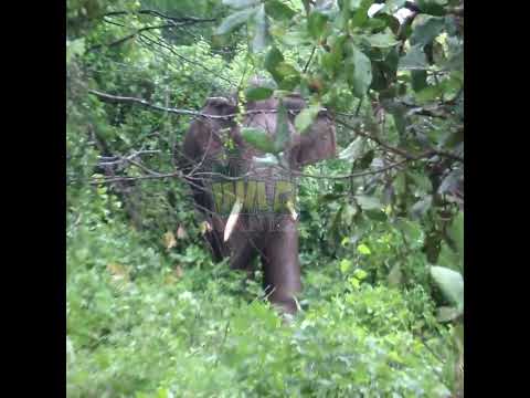 Video: Riddle's Sanctuary og afrikanske elefanter i Arkansas