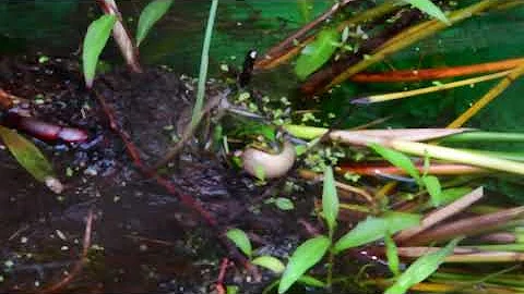 Endangered Green and Golden Bell frog calling,