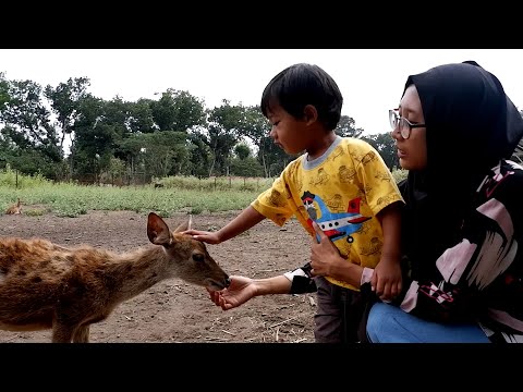Raka Berani Masuk Ke Kandang Rusa! [ Wisata Blitar Alas Maliran Bagian 2 ]