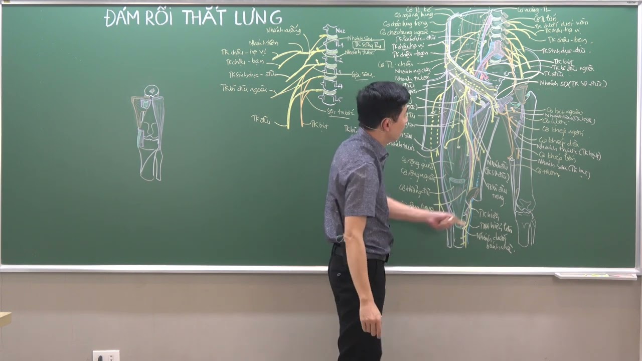CHI DƯỚI: THẦN KINH BỊT VÀ SƠ ĐỒ CẢM GIÁC CỦA ĐÁM RỐI THẮT LƯNG - YouTube