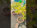 🖌️ Before 🎨 painting 🖌️ #gardening #garden #bonsai #plants #wintergarden