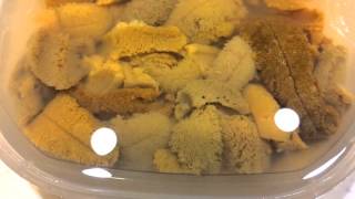 【レビュー】コストコのロシア産生うに　塩水パック