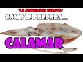 COMO LIMPIAR UN CALAMAR PASO A PASO